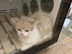-猫大福·Fortune Cat猫舍(百子湾店)