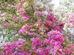 -深圳国际园林花卉博览园