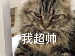-李小姐の猫咖啡馆(五角场店)