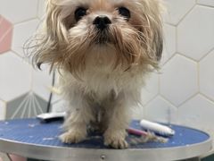 -瑞鹏宠物医院(大运分院)