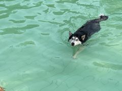 -宠乐会宠物乐园