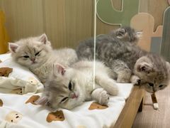 -momokira米努特·德文卷毛猫·棉花面纱犬