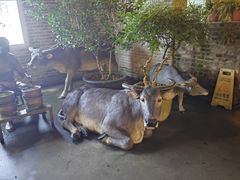 -周大娘牛乳(旧寨古村总店)