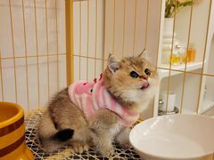 -喵zoo家庭繁育猫舍(尖东智能花园店)