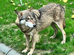 -北京野生动物园