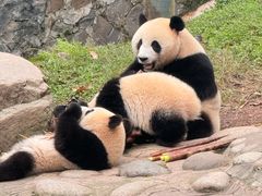 -都江堰中华大熊猫苑