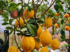 -龙大花卉苗木市场