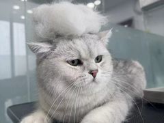 -爱洗澡的猫(望京店)