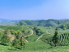 -龙坞茶村
