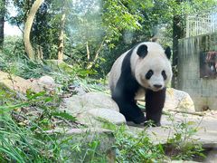 -中国大熊猫保护研究中心雅安碧峰峡基地