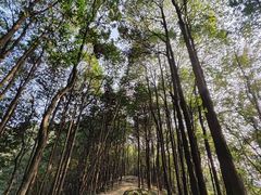 -南山植物园