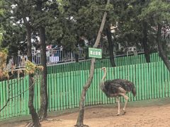 -西霞口神雕山野生动物世界