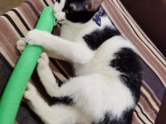 -瑞鹏宠物医院·爱宠堂·骨外专科(西荷分院)