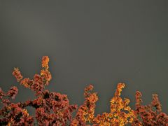 -海棠花溪(元大都城垣遗址公园)