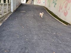 -灵顺寺