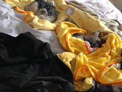 -美联众合动物医院(·中兽医·疑难杂症·严家桥分院)