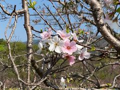 -天适樱花悠乐园