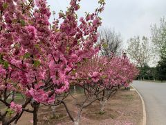 -永定河休闲森林公园