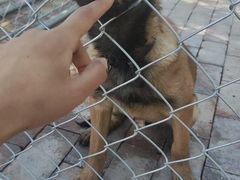 -北京京卫宠物寄养训练中心