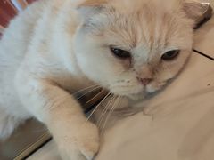-猫爷宠物生活馆·撸猫馆