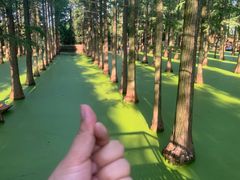 -渌洋湖湿地公园