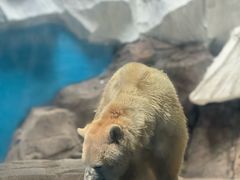 -海合安武汉极地海洋公园