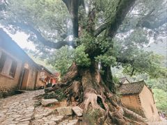 -杨家堂村