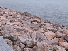 -深圳湾公园(南山区)