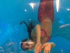 -海棠湾洲际-涛·海底餐厅·美人鱼·自助餐·海底隧道