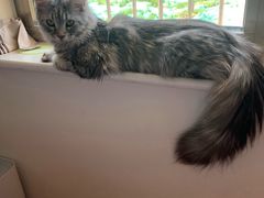 -猫大福·Fortune Cat猫舍(百子湾店)