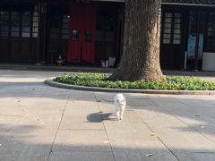 -西园戒幢律寺