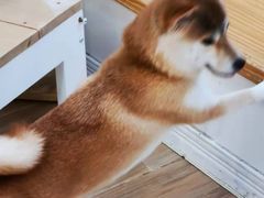 -李小姐の猫咖啡馆(五角场店)