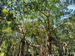 -中国科学院西双版纳热带植物园