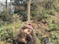 -峨眉山风景名胜区