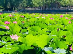 -莲花池公园