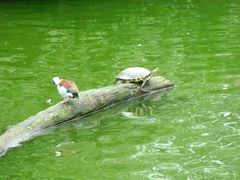 -九龙公园