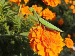 -樂桃源奉贤黄桃种植采摘基地