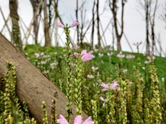 -白鹭湾湿地公园
