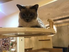 -滚猫咖啡·猫咖·猫友好撸猫(未来城店)