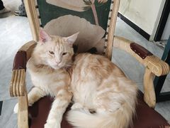 -猫小院猫主题餐厅(南锣旗舰店)