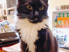 -猫色咖啡·猫咖