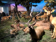 -国家自然博物馆