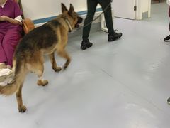 -达爱动物医院·犬猫分区·CT·复杂眼科(远洋山水分院)