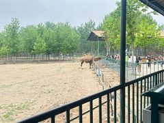 -秦皇岛野生动物园