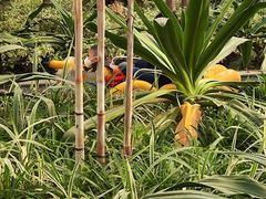 -南宫五洲植物乐园