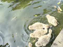 -深圳野生动物园