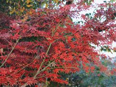 -崂山九水游览区