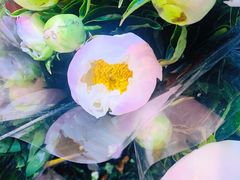 -循礼门鲜花花市(武汉循礼门店)