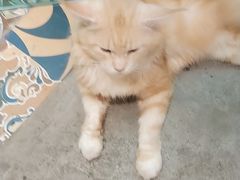 -more than meow吴止猫主题餐厅(承德 中船汇店)