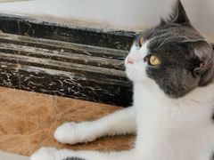 -Catmate·猫肥家润(金润铂宫店)